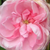 Ružičasta - Centifolia ruža  - Typ Kassel